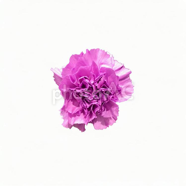 画像素材　カーネーション　ピンク カーネーション,ピンク,切り抜きの写真素材