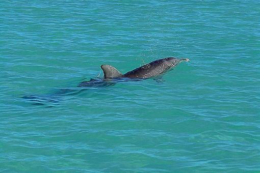 ニューカレドニア ノカンウイ島15イルカ ニューカレドニア ノカンウイ島15イルカの写真