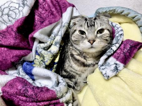 猫 猫の写真