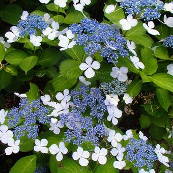 紫陽花 紫陽花 福岡,舞鶴公園,花の写真素材