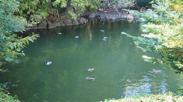 Mallard Waterfowl Pond Chikozan Park Children's Zoo Sayama City Saitama Prefecture Mallard Waterfowl Pond Chikozan Park Children's Zoo Sayama City Saitama Prefecture