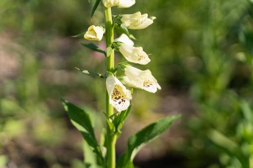 陽を浴びる静かな薬草花① 陽を浴びる静かな薬草花① 花,植物,ジギタリスの写真素材