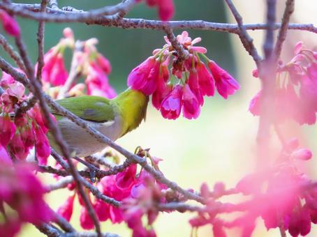 メジロと寒緋桜 メジロと寒緋桜 メジロ,寒緋桜,可愛いの写真素材