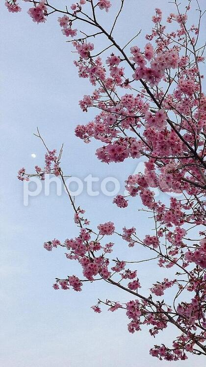 満開の桜と月 つぼみ,チェリー,ブランチの写真素材