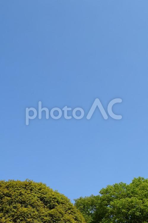 新緑の木々と青空 新緑,木,青空の写真素材
