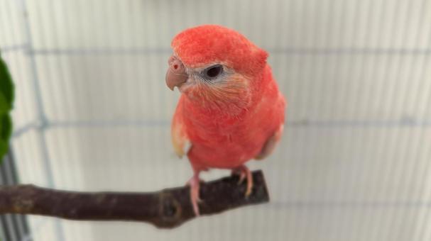 アキクサインコ アキクサインコの写真