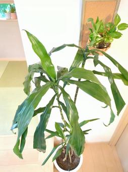 大型観葉植物 ドラセナアオワーネッキー 大型観葉植物 ドラセナアオワーネッキーの写真