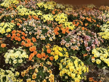 花畑 花畑の写真