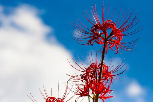 Blue sky and red spider lilies, JPG Blue sky and red spider lilies, JPG