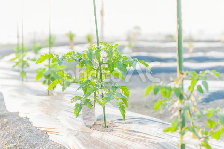 ファーム 植え付け,作付け,プチトマトの写真素材