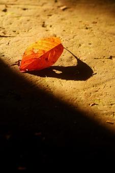紅葉 紅葉の写真