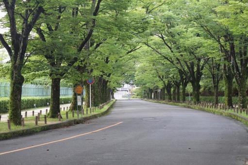 緑のケヤキ並木と道路のある風景 緑のケヤキ並木と道路のある風景の写真
