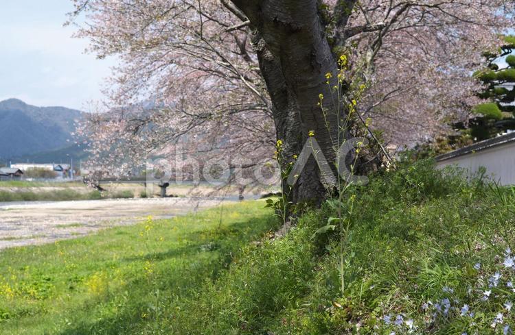 散り染めの桜堤 桜,菜の花,河原の写真素材