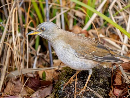 地面を歩くシロハラ 地面を歩くシロハラ シロハラ,野鳥,鳥の写真素材