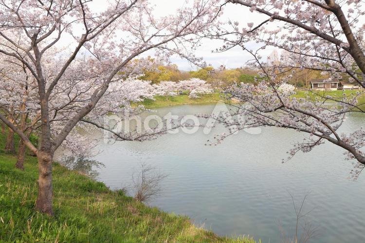 桜と池 さくら,サクラ,桜の写真素材