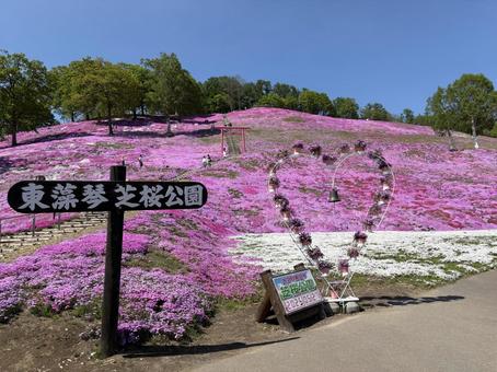 芝桜 芝桜 芝桜,ひがしもこと芝桜公園,ピンクの絨毯の写真素材