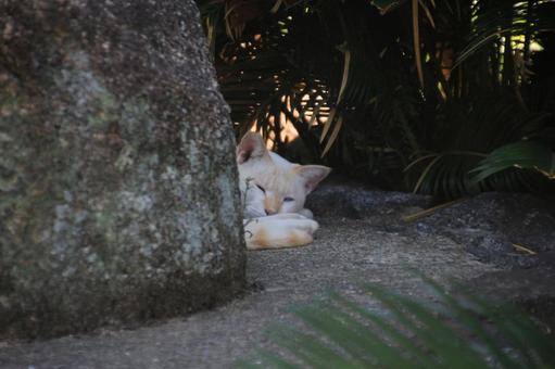 ねこ ねこの写真