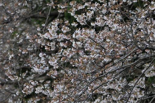 ソメイヨシノ ソメイヨシノ ソメイヨシノ,花,花びらの写真素材