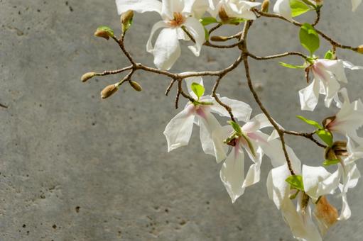 白木蓮の優雅な花姿 白木蓮の優雅な花姿 白木蓮,花,花びらの写真素材