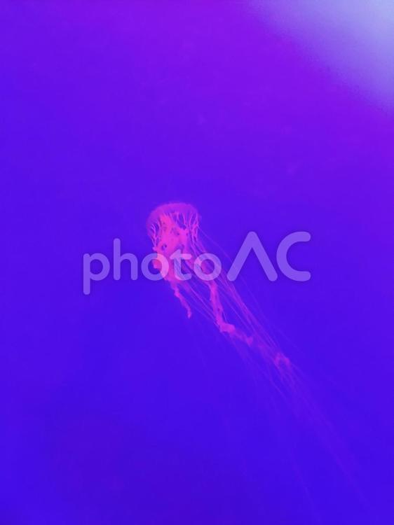 水槽の中で泳ぐ美しいクラゲ クラゲ,海月,幻想的の写真素材
