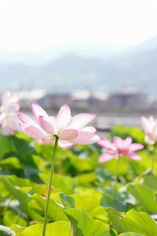 蓮の花 蓮の花の写真