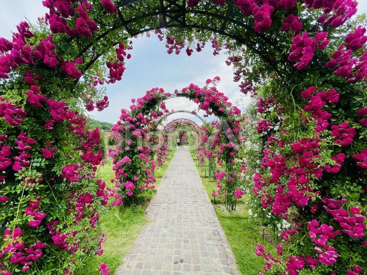 満開の薔薇のアーチをくぐった先に 薔薇,一輪,庭園の写真素材