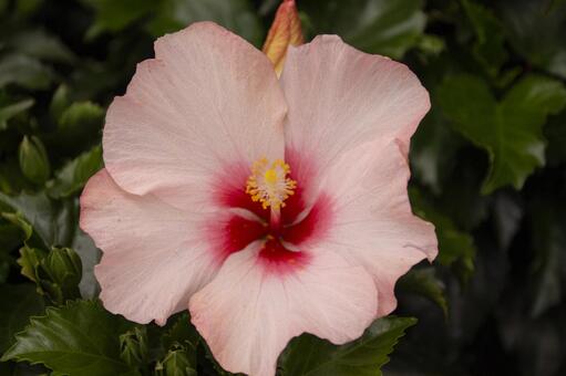 ハイビスカス  クリスタルピンク ハイビスカス,クリスタルピンク,花の写真素材