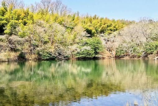 春めいた一碧湖の風 一碧湖,桜,早春の写真素材