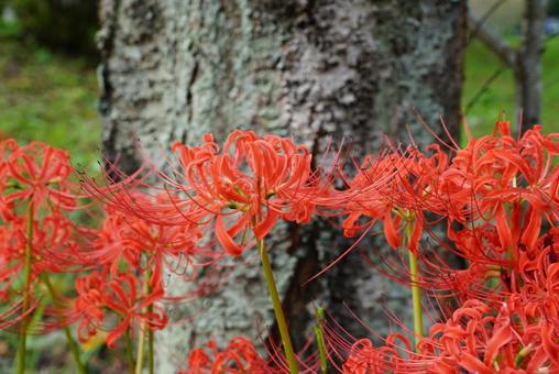 赤いヒガンバナ 赤いヒガンバナ 彼岸花,植物,花の写真素材