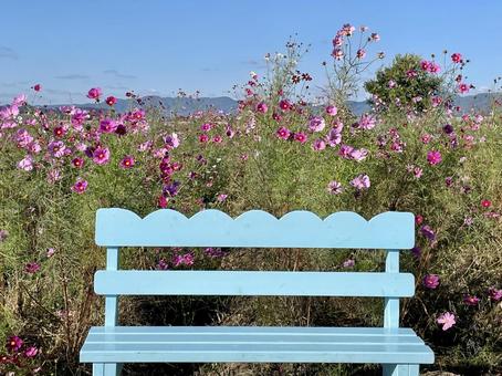 京都　丹波　夢コスモス園 夢コスモス園,秋桜,コスモスの写真素材