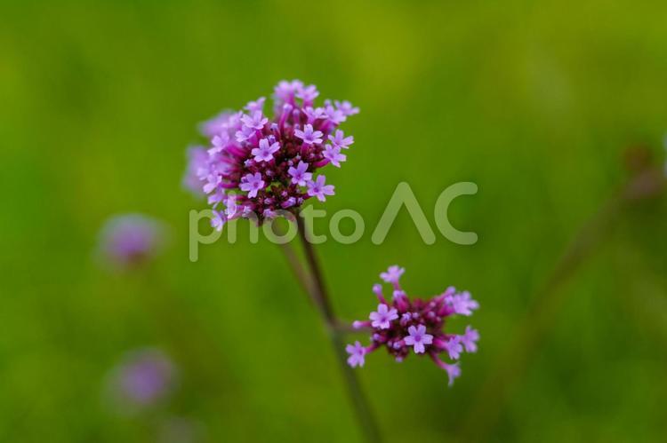 初夏の草原に咲くヤナギハナカサ 花,植物,自然の写真素材