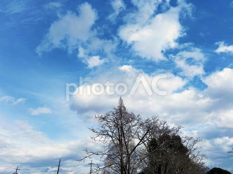 木々と電柱のシルエットと空模様 空模様,空,雲の写真素材