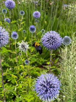 Photo, bear, bee, flower bed, 