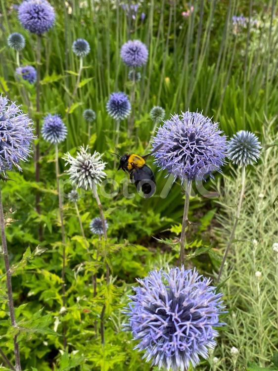花の蜜を吸いにきたクマバチ クマバチ,蜜蜂,花壇の写真素材