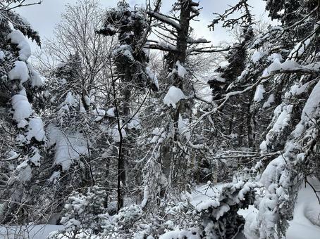 照片, 雪怪, 背景, 质地, 