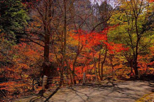 べふ峡の散策道路にて 高知,高知県,香美市の写真素材