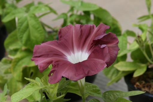Photo, morning glory, a flower, cranial nature, 