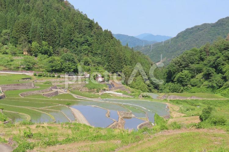 棚田百選に選ばれた井仁の棚田の田植え 棚田,水田,新緑の写真素材