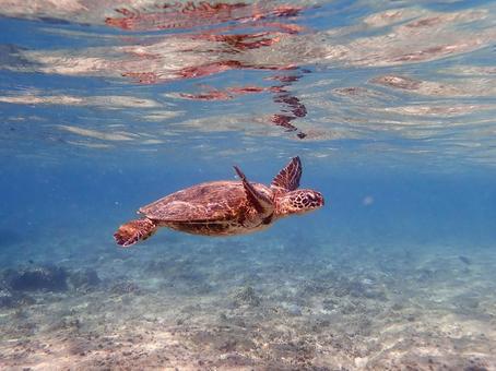 Photo, sea turtle, sea, turtle, 