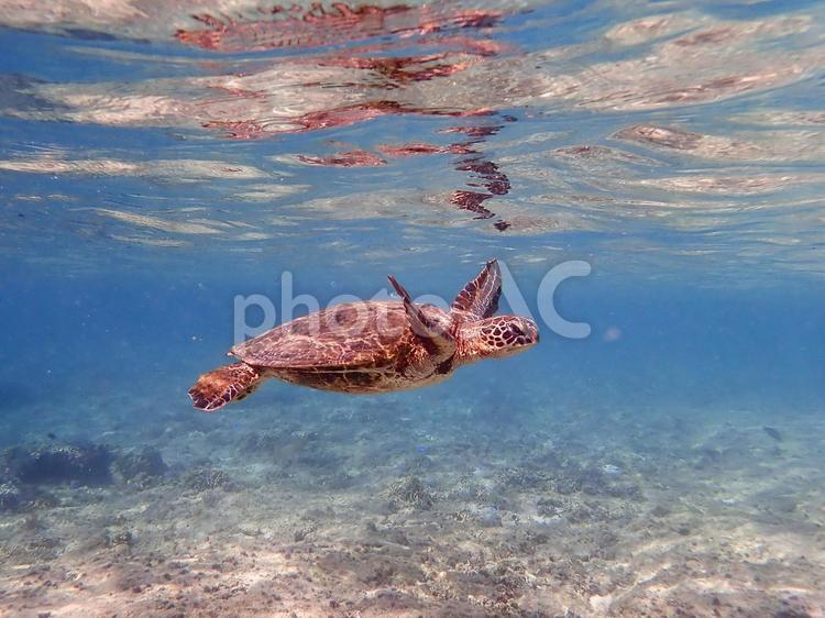 南国の海で出会ったウミガメ ウミガメ,海,亀の写真素材