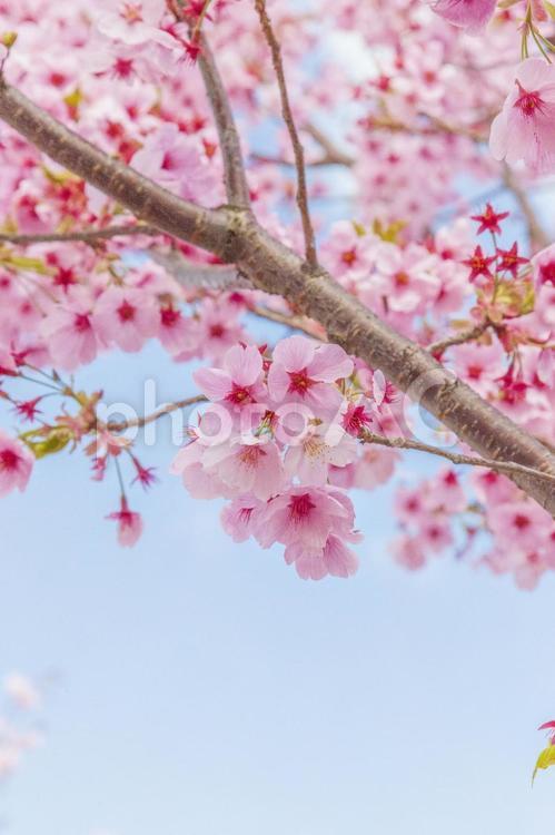 桜（種類：陽光） 陽光桜,桜,陽光の写真素材