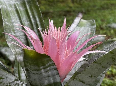 エキゾチックな植物 エキゾチックな植物の写真