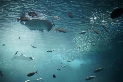 水族館 水族館の写真
