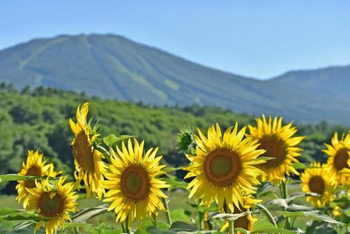 夏のヒマワリ 青い空 雄大な岩手山 夏のヒマワリ 青い空 雄大な岩手山 岩手山,ひまわり,夏の写真素材