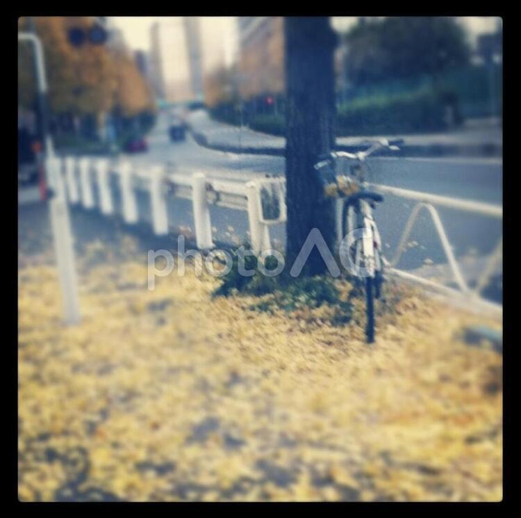 落ち葉の中の自転車 落ち葉,銀杏,自転車の写真素材