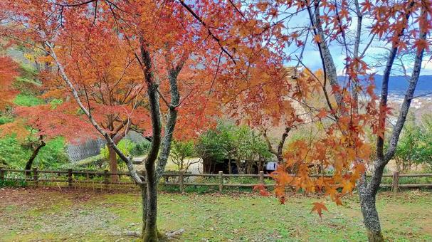 紅葉と茅葺き屋根が並ぶ庭の景色 紅葉と茅葺き屋根が並ぶ庭の景色の写真