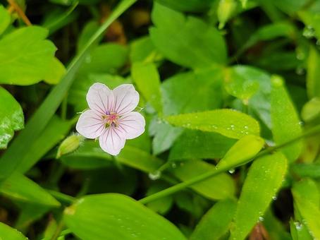 自然 野草 白い花 自然 野草 白い花 自然,野草,植物の写真素材