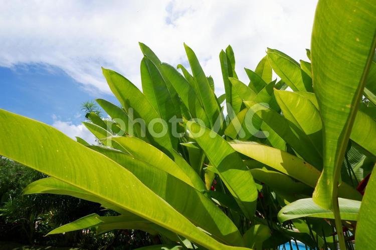 南国の植物、トロピカルリーフ トロピカル,グリーン,植物の写真素材