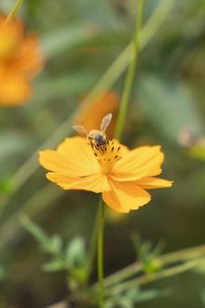 キバナコスモスとハチ 秋桜,キバナコスモス,ハチの写真素材