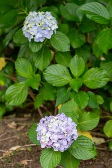 Hydrangea, JPG Hydrangea, JPG
